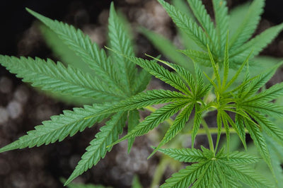 10 Best Weed Scales