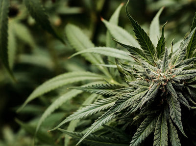 The Potency Paradox: Why Stronger Cannabis Isn't Always Better