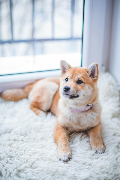 Can Dogs Eat Mushrooms?