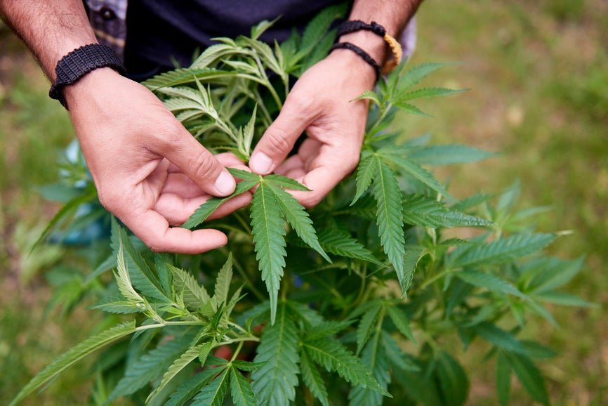 Can You Use a Male Cannabis Plant? - Secret Nature