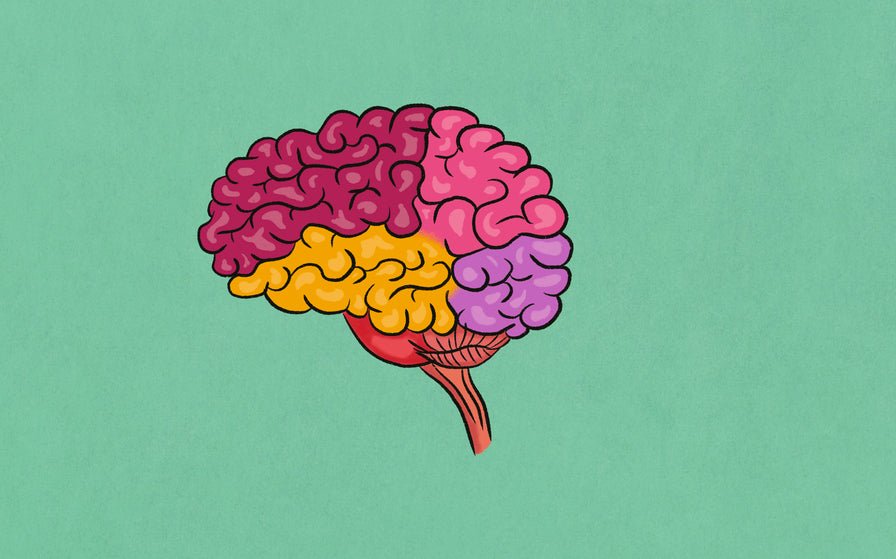 CB1 and CB2 Receptors - Comparison Guide - Secret Nature