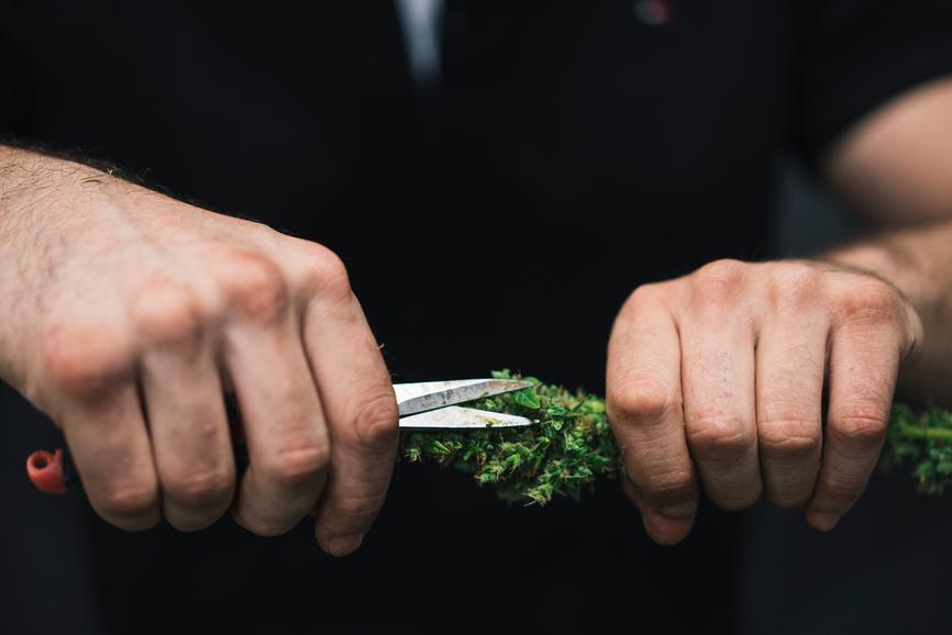 CBN (Cannabinol) Guide - Secret Nature