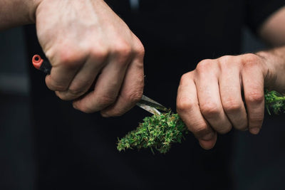 Do THCA Smalls Help You Save Money?