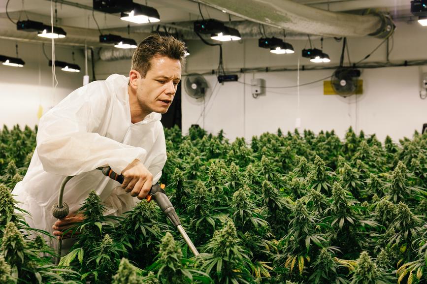 Growing CBD Flower Indoors — What Not to Do - Secret Nature