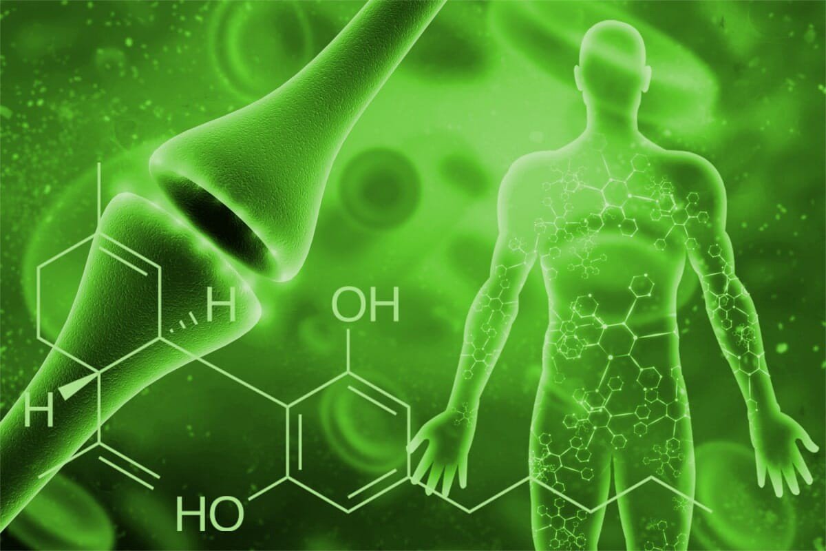 How Long Does CBD Stay in Your System? - Secret Nature