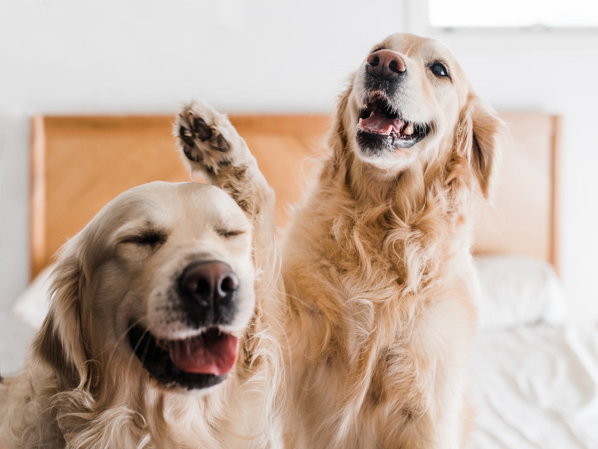 How Long Does It Take for CBD Oil to Work in Dogs? - Secret Nature