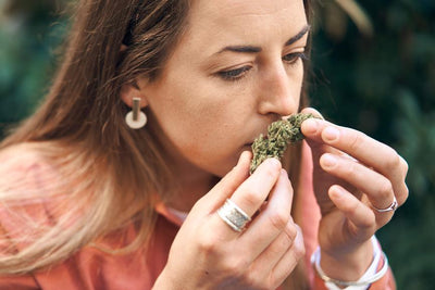 Indica Vape vs. Sativa Vape vs. Hybrid Vape