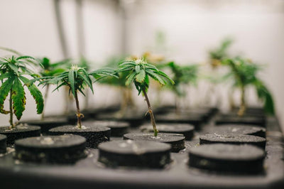 Sativa vs. Indica: Real or BS?