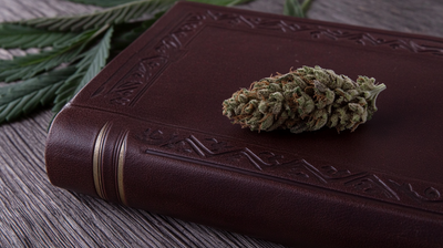 AK-47 Strain: One Shot Mental Clarity