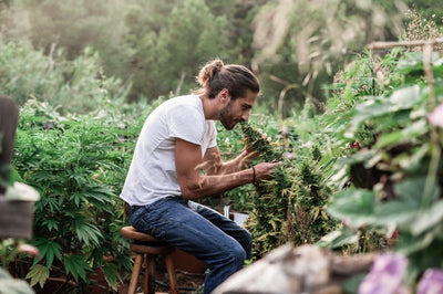 Top 7 Reasons to Buy Secret Nature Sour Kush Live Resin