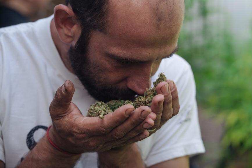 What Is the Best CBD Flower on the Market? - Secret Nature