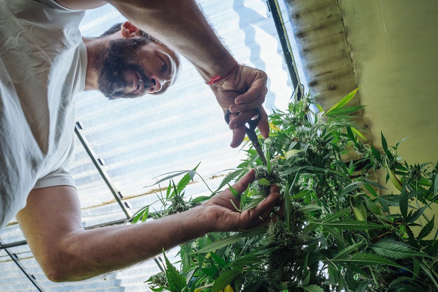 When to Harvest Cannabis: Step-by-Step Guide - Secret Nature