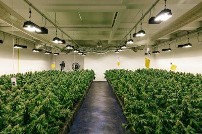10 Reasons to Buy Indoor CBD Flower