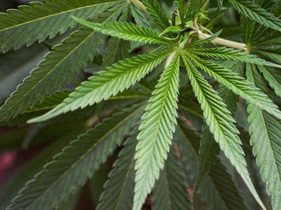 14 Far-Out Facts About the Weed Leaf