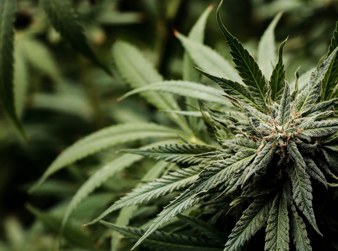 The Potency Paradox: Why Stronger Cannabis Isn't Always Better