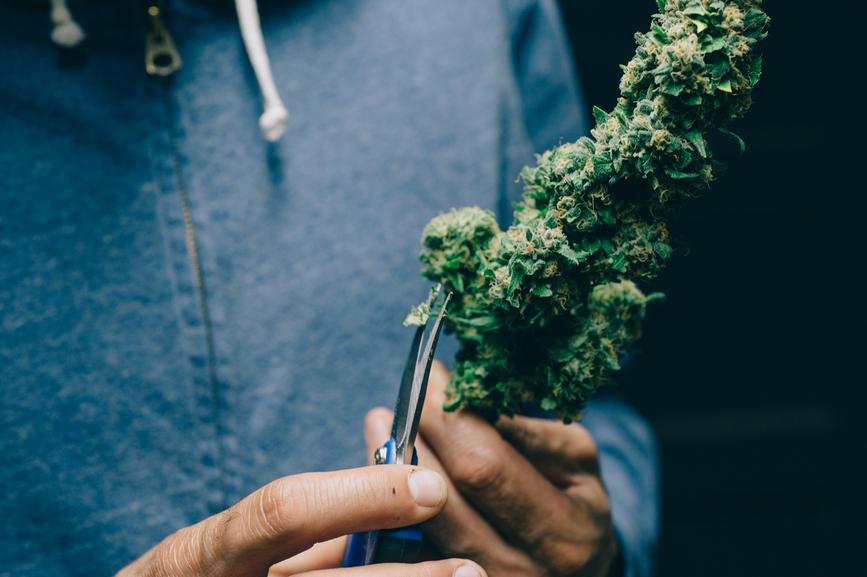 2022 Guide to Indoor vs. Outdoor Bud - Secret Nature