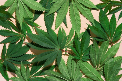 Best CBD Hemp Strains with No THC