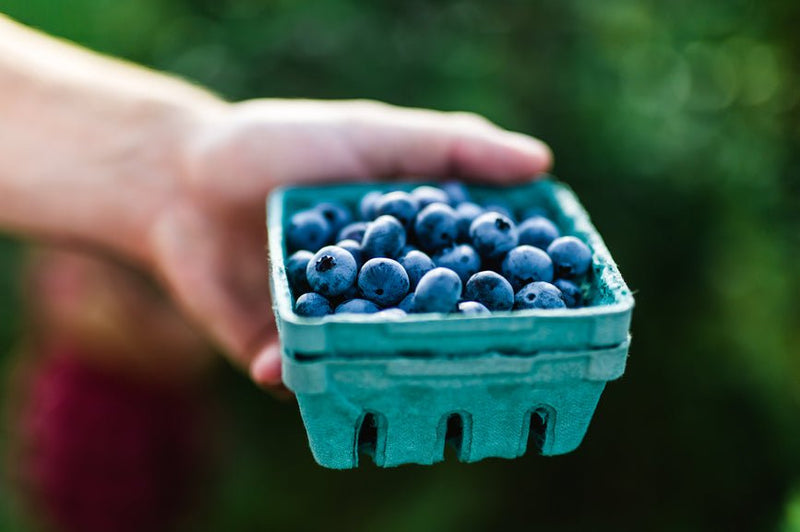 Blueberry Diesel Strain Guide - Secret Nature