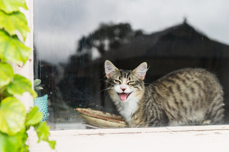 Can Cats Take CBD? - Secret Nature