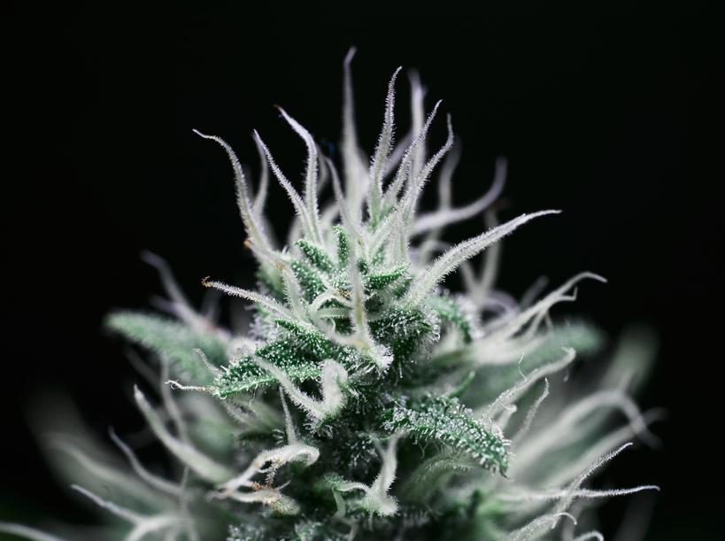 Can You Smoke CBD Buds? - Secret Nature