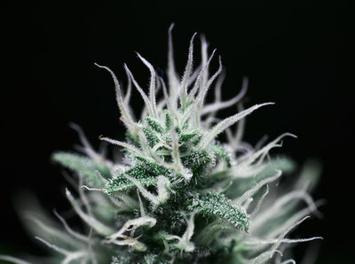 Can You Smoke CBD Buds?