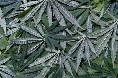 Cannabis-Derived Terpenes vs. Botanical Terpenes in CBD Vapes