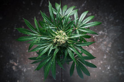 CBC (Cannabichromene) Guide