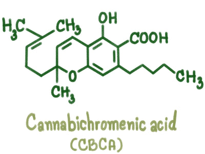 CBCA (Cannabichromenic Acid) Guide