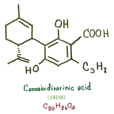 CBDVA (Cannabidivarinic Acid) Guide