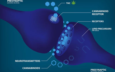 CBGVA (Cannabigerovarinic Acid) Guide