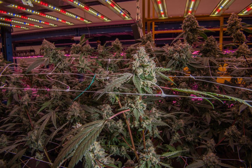 Delta 9o vs. Delta 9 THC - Secret Nature