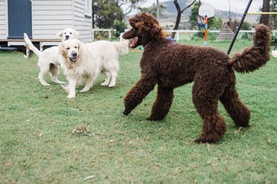 Do Pets Have Endocannabinoid Systems?