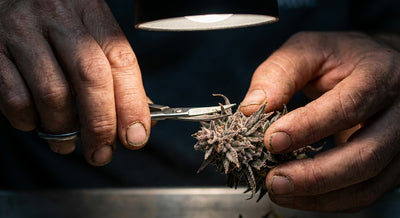 Difference Between Industrial Hemp and Artisanal Cannabis Flower