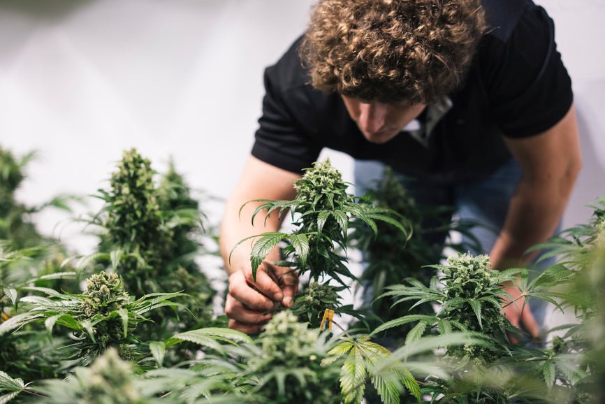 Greenhouse vs Indoor Grown THCA Flower - Secret Nature