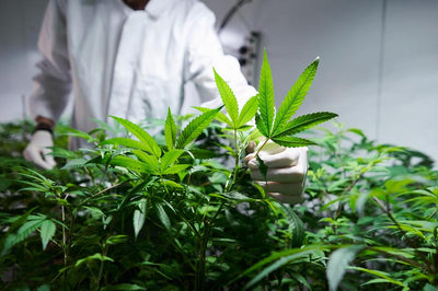 Greenhouse vs. Indoor Potency: Which Type of Hemp Is Stronger?