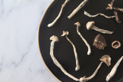 How Long Do Shrooms Last?