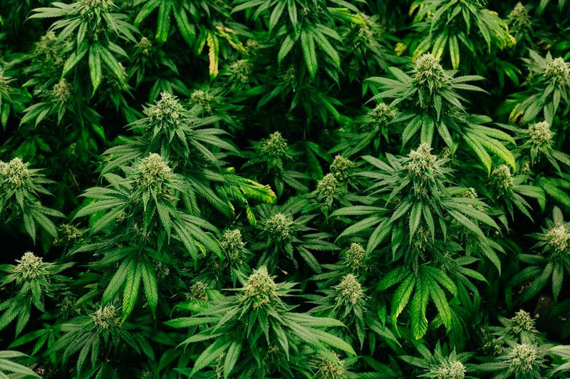 How Much Is an Eighth of Cannabis?