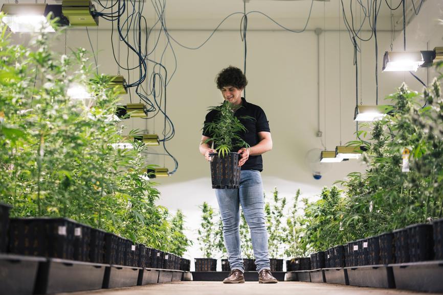 How to Become a CBD Flower Wholesale Distributor - Secret Nature