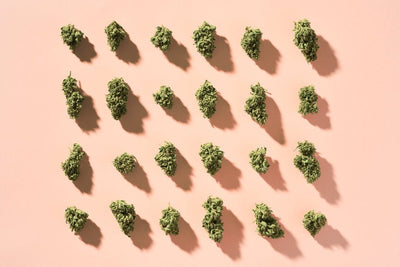 How to Identify Hemp Buds