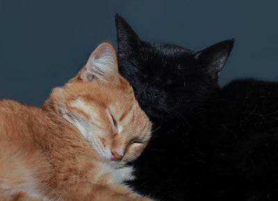 How to Make CBD Cat Treats with Hemp Flower