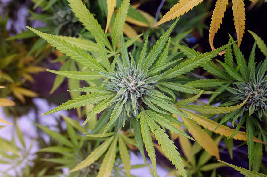 Is CBC Natural or Synthetic? - Secret Nature