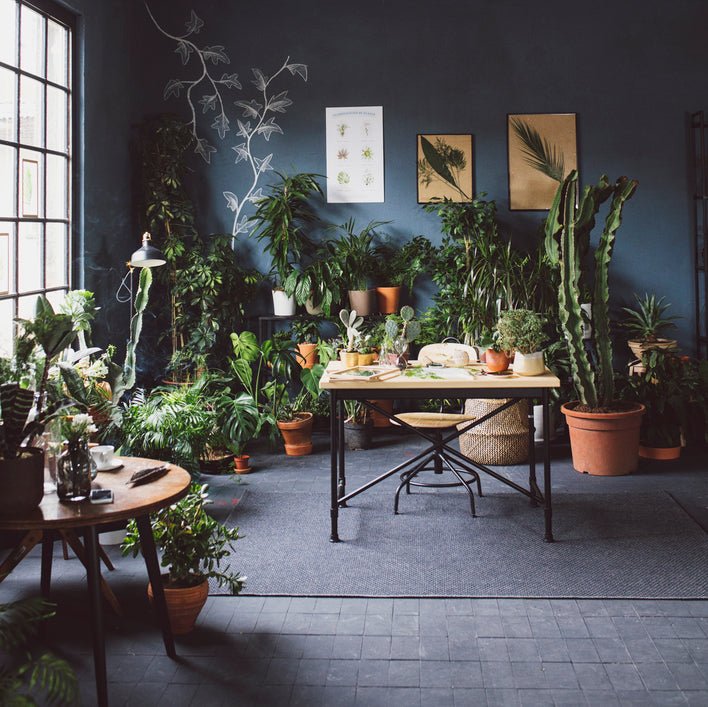 Is CBD a Botanical? - Secret Nature