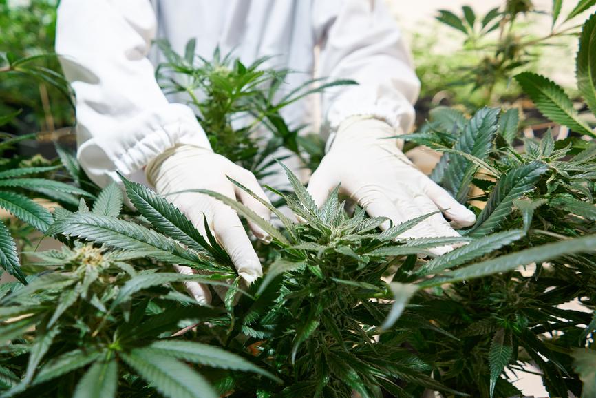 Is CBD Flower Natural or Synthetic? - Secret Nature