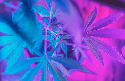 Is CBD Natural or Synthetic?