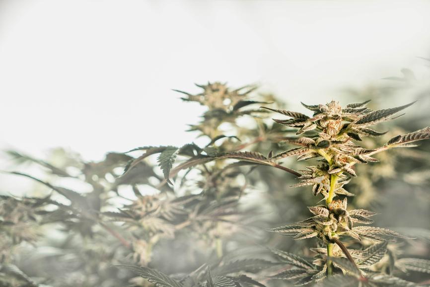 Is Delta 8 a Synthetic Cannabinoid? - Secret Nature