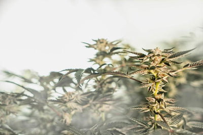 Is Delta 8 a Synthetic Cannabinoid?