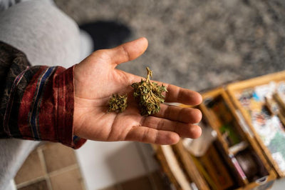 Is Dry Weed Bad? Why Sticky Cannabis Is Better