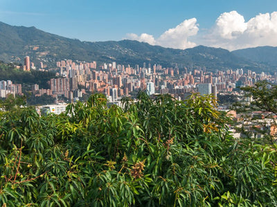 Medellin Strain: Intro & Similar Strains