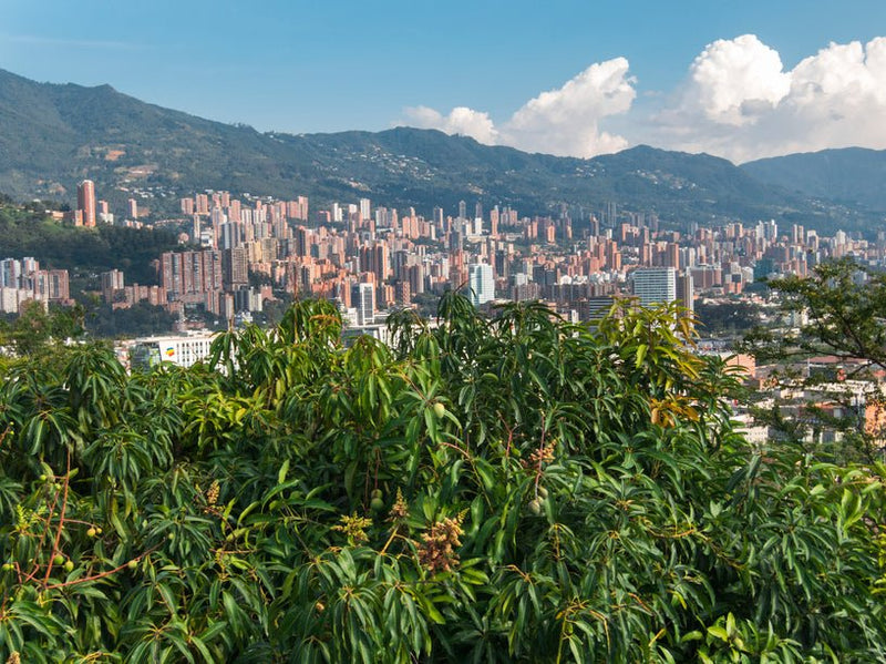 Medellin Strain: Intro & Similar Strains - Secret Nature