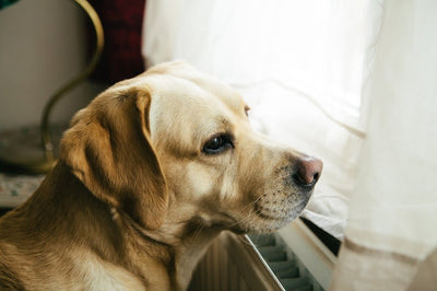 Natural Remedies for Anxiety in Dogs